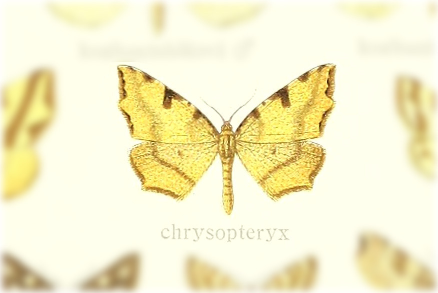 Pseudopanthera chrysopteryx