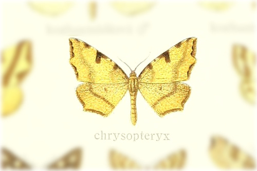 Pseudopanthera chrysopteryx