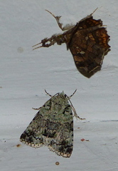 Blenina squamifera