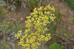 Helichrysum miconiifolium
