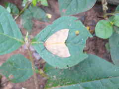 Lepidoptera