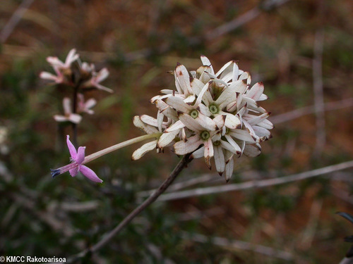 Carphalea madagascariensis image