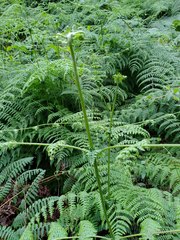 Dennstaedtia scandens