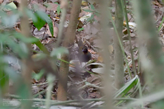 Formicarius moniliger