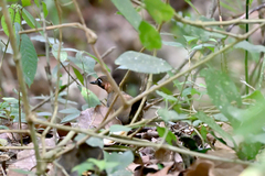 Formicarius moniliger