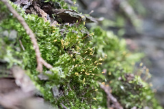 Sematophyllum
