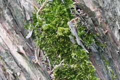 Sematophyllum