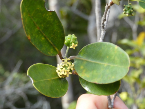 Gynochthodes myrtifolia observed 2023-10-15