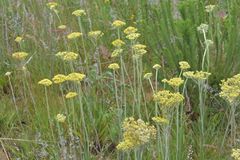 Helichrysum miconiifolium