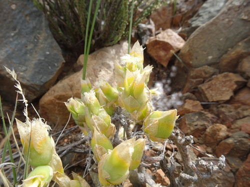 Mesembryanthemum tortuosum