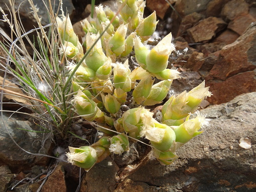 Mesembryanthemum tortuosum
