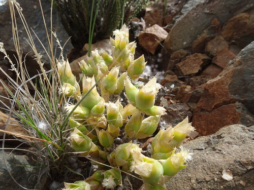 Mesembryanthemum tortuosum