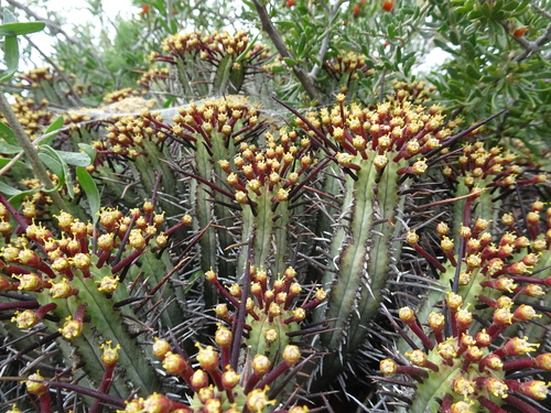 Image of Euphorbia heptagona by (c) Thomas Koffel, some rights reserved (CC BY)