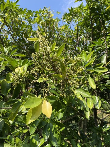 Melicope triphylla iNat (3)