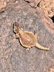Antofagasta Chuckwalla photo 2