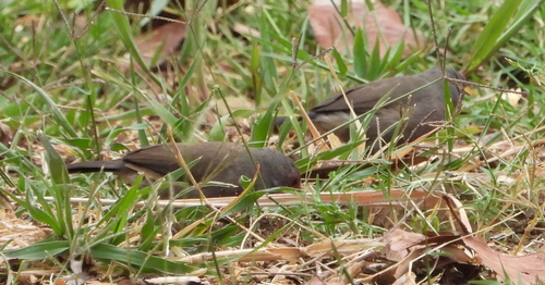 Brown Firefinch (Lagonosticta nitidula), photo 6