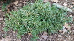 Sarcococca hookeriana