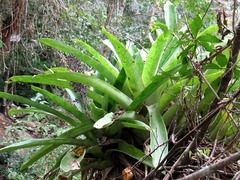 Aechmea novoae