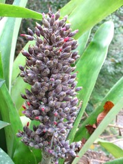 Aechmea novoae