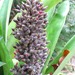 Aechmea novoae - Photo (c) Andy Siekkinen, some rights reserved (CC BY-NC), uploaded by Andy Siekkinen
