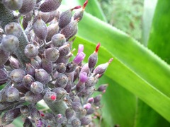 Aechmea novoae
