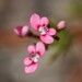 Stylidium neglectum - Photo (c) Hugo Innes, some rights reserved (CC BY), uploaded by Hugo Innes