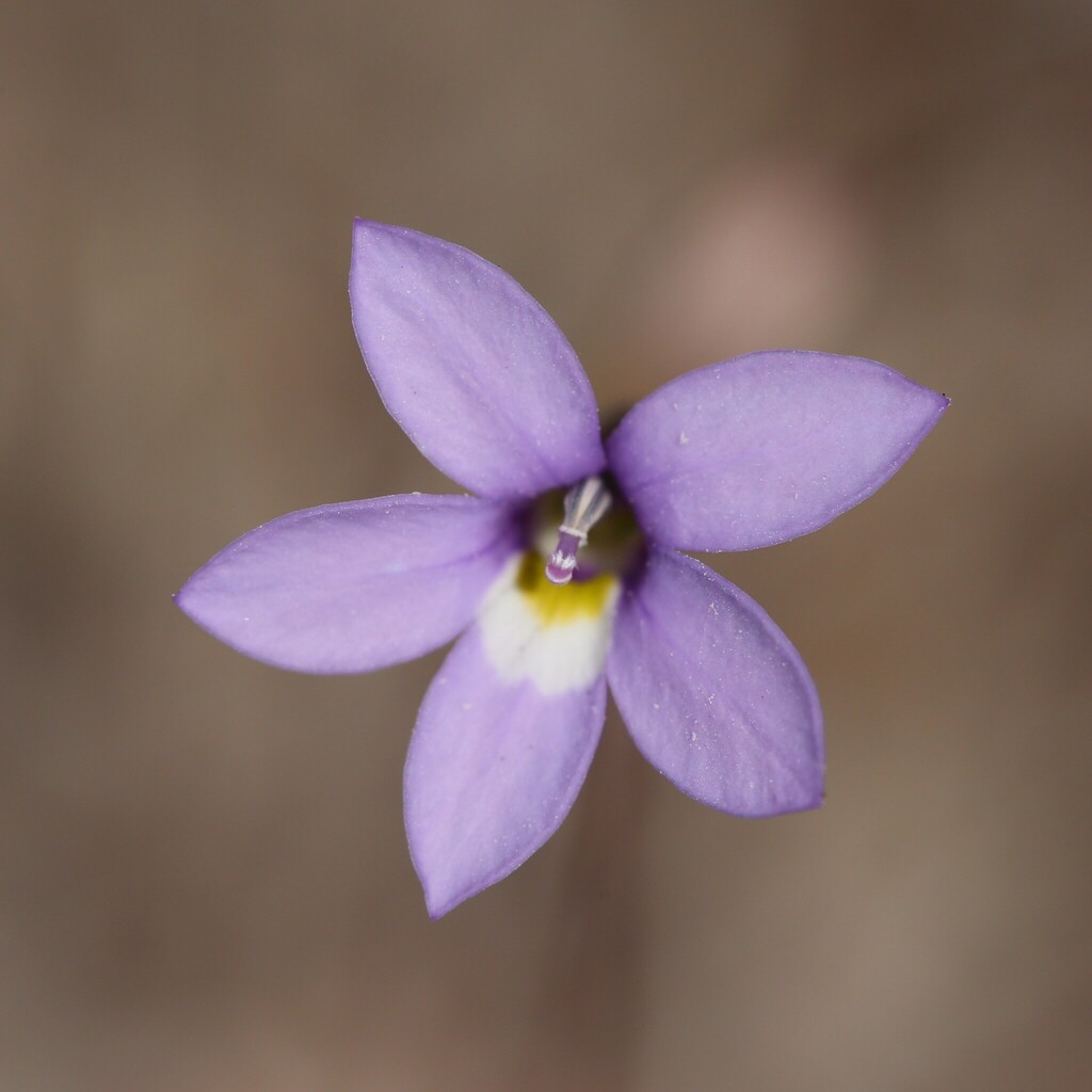 Isotoma scapigera