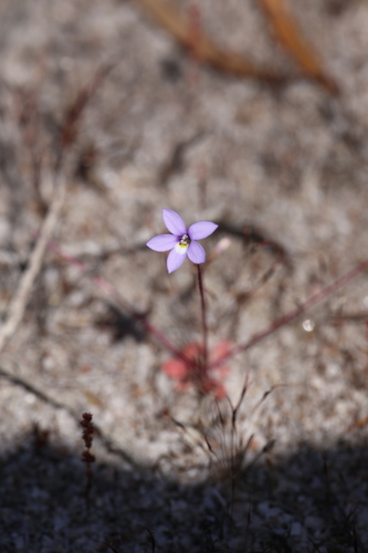 Image of Isotoma Scapigera (Isotoma scapigera) by (c) Hugo Innes, some rights reserved (CC BY)
