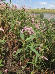 Persicaria limbata