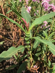 Persicaria limbata