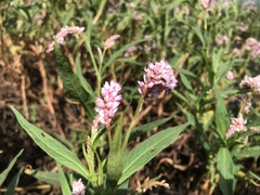 Persicaria limbata