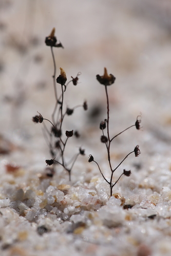 Drosera salina