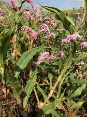 Persicaria limbata