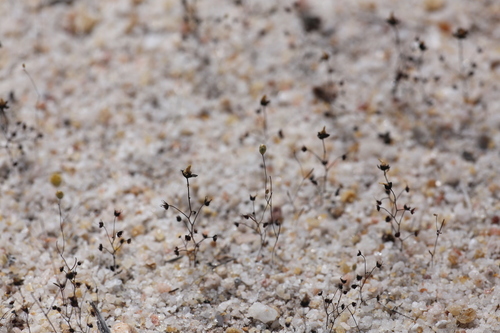 Drosera salina