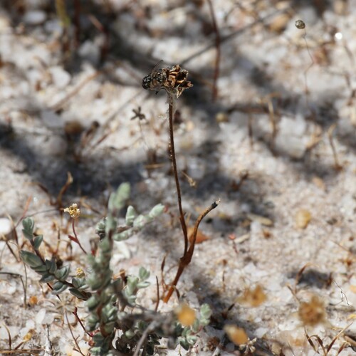 Salt-lake Tiurndin (Tribonanthes minor)