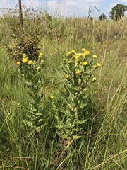 Helichrysum aureolum