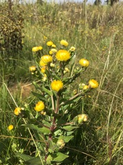 Helichrysum aureolum