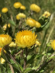 Helichrysum aureolum