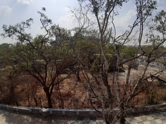 Ficus racemosa