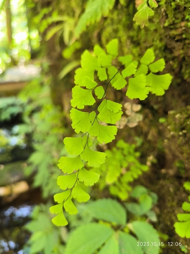 black maidenhair fern