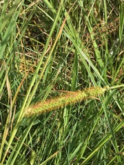 Setaria pallide-fusca
