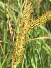 Setaria pallide-fusca