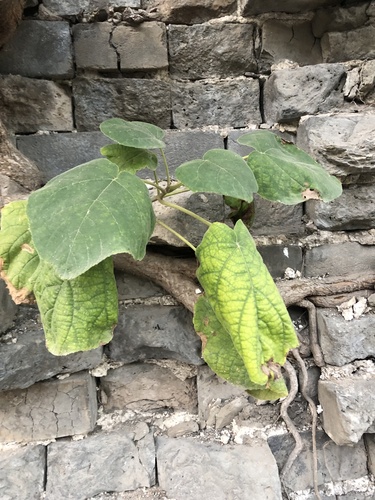 Paper mulberry