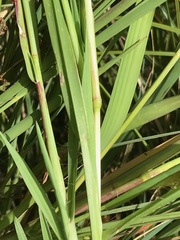 Setaria pallide-fusca