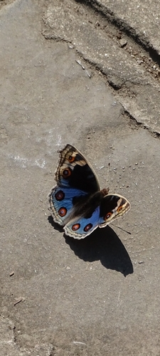 Blue Pansy