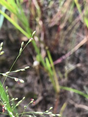 Panicum schinzii