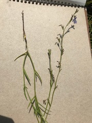 Lobelia flaccida