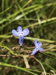 Lobelia flaccida