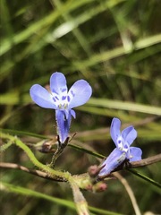 Lobelia flaccida