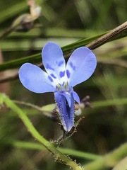 Lobelia flaccida